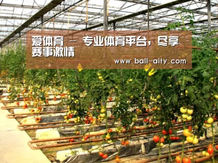 种植基地二(图1)